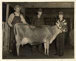 Gale Carr with the Johnson Brothers and a Dairy Cow Inside a Dairy Barn.