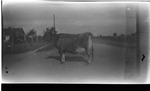 Dairy Cow In the Road