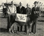 Rex F. Reed, Gale Carr, and Two Men With A Cow