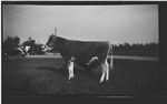 Bull Standing in a Field