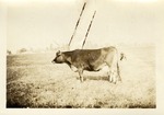 Cow Standing in a Pasture