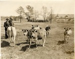 Gale Carr and a Colleague with Cows