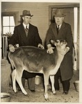 Gale Carr and a Colleague with a Cow