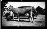 Man Holding the Halter of a Dairy Cow