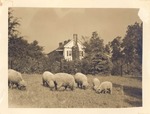 House and sheep