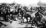 Refugee horses and mules