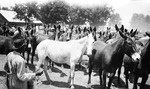 Refugee horses and mules