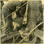 Hog killing by Charles Johnson Faulk Jr.