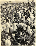 Cotton by Charles Johnson Faulk Jr.