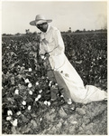 Hand-picking cotton by Charles Johnson Faulk Jr.