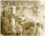 Livestock show, Port Gibson, Mississippi by Charles Johnson Faulk Jr.