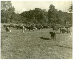 A Herd of Cows by Charles Johnson Faulk Jr.