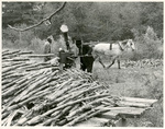Grinding Sugarcane by Charles Johnson Faulk Jr.