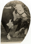 Cow grooming by Charles Johnson Faulk Jr.