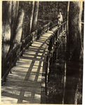 Cyress Swamp by Charles Johnson Faulk Jr.