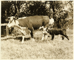 A cow and baby calf following the cow by Charles Johnson Faulk Jr.