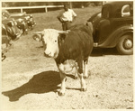 A cow by Charles Johnson Faulk Jr.