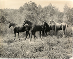 Horses by Charles Johnson Faulk Jr.