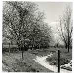 Tung trees, Pearl River County. by Charles Johnson Faulk Jr.