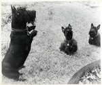 Loomis Giles' Dogs by Charles Johnson Faulk Jr.