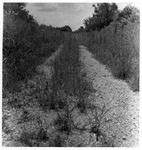 Railroad tracks removed by Charles Johnson Faulk Jr.