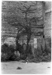 Vine on rear of building as seen from China Street. (duplicate of photo 68) by Charles Johnson Faulk Jr.