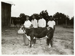 4-H Boys with calf as cattle judging team.