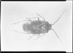 Lygus Adult by United States. Entomology Research Division. Delta Research Laboratory (Tallulah, La.)