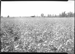 Cotton Field by United States. Entomology Research Division. Delta Research Laboratory (Tallulah, La.)