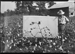 Cotton Sample by United States. Entomology Research Division. Delta Research Laboratory (Tallulah, La.)
