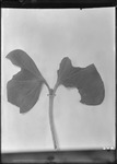 Cotton Seedling by United States. Entomology Research Division. Delta Research Laboratory (Tallulah, La.)