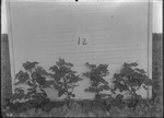 Eureka Weevil Picking Tests by United States. Entomology Research Division. Delta Research Laboratory (Tallulah, La.)