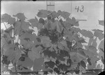 Water Treated Cotton Plants by United States. Entomology Research Division. Delta Research Laboratory (Tallulah, La.)