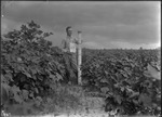 Eureka Weevil Picking by United States. Entomology Research Division. Delta Research Laboratory (Tallulah, La.)