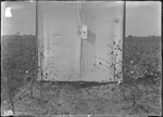 Algodon Poison Experiment by United States. Entomology Research Division. Delta Research Laboratory (Tallulah, La.)
