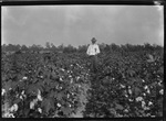 Express Cotton by United States. Entomology Research Division. Delta Research Laboratory (Tallulah, La.)