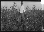 March Cotton by United States. Entomology Research Division. Delta Research Laboratory (Tallulah, La.)