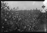 Warren Plantation Cotton by United States. Entomology Research Division. Delta Research Laboratory (Tallulah, La.)