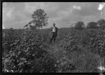 Poorly Drained Cotton by United States. Entomology Research Division. Delta Research Laboratory (Tallulah, La.)