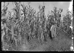 Scotland Plantation Corn by United States. Entomology Research Division. Delta Research Laboratory (Tallulah, La.)