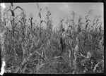 Corn Without Crimson Clover Fertilizer by United States. Entomology Research Division. Delta Research Laboratory (Tallulah, La.)