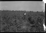 Poorly Drained Cotton by United States. Entomology Research Division. Delta Research Laboratory (Tallulah, La.)