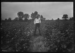 Cotton Field Stump by United States. Entomology Research Division. Delta Research Laboratory (Tallulah, La.)