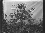 Boll-Wee-Kill Plant by United States. Entomology Research Division. Delta Research Laboratory (Tallulah, La.)