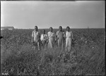 Killarney Cotton Pickers by United States. Entomology Research Division. Delta Research Laboratory (Tallulah, La.)