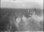 Eureka Power Dusting Operation by United States. Entomology Research Division. Delta Research Laboratory (Tallulah, La.)