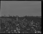 Two Men in Cotton Field by United States. Entomology Research Division. Delta Research Laboratory (Tallulah, La.)