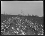 Cotton Field With Car by United States. Entomology Research Division. Delta Research Laboratory (Tallulah, La.)