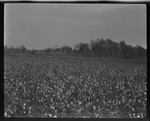 Belmont Cut by United States. Entomology Research Division. Delta Research Laboratory (Tallulah, La.)