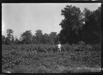 Jones Tract Check Cotton by United States. Entomology Research Division. Delta Research Laboratory (Tallulah, La.)
